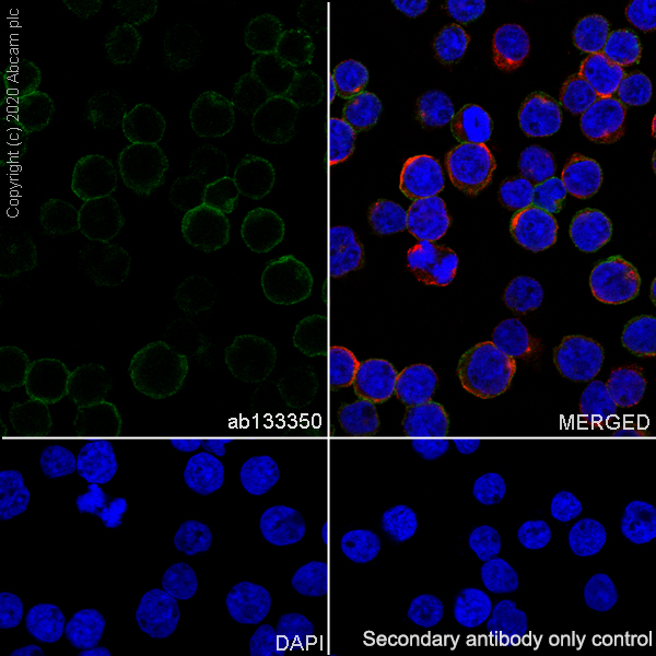 Immunocytochemistry/ Immunofluorescence - Anti-CD90 / Thy1 antibody [EPR3133] - BSA and Azide free (AB226123), expandable thumbnail