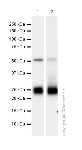 Western blot - Anti-CD90 / Thy1 antibody [EPR3133] - BSA and Azide free (AB226123), expandable thumbnail