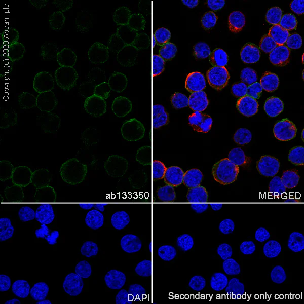 Immunocytochemistry/ Immunofluorescence - Anti-CD90 / Thy1 antibody [EPR3133] - Low endotoxin, Azide free (AB216449)