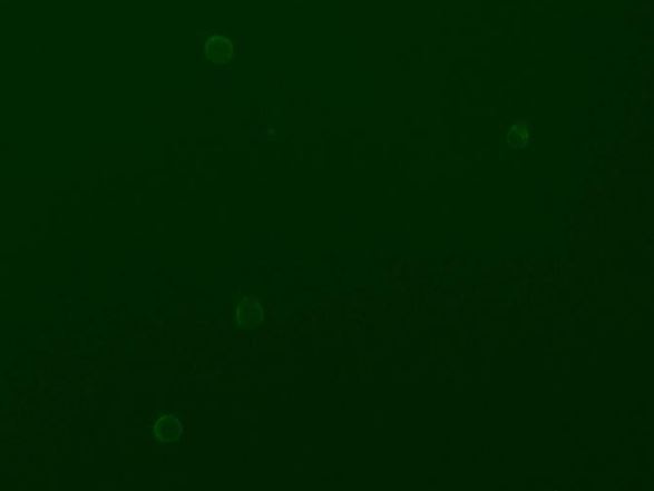 Immunocytochemistry/ Immunofluorescence - Anti-CD90 / Thy1 antibody [H169V2/L1D33V1] - BSA and Azide free (AB288825), expandable thumbnail