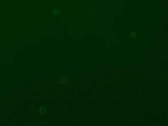 Immunocytochemistry/ Immunofluorescence - Anti-CD90 / Thy1 antibody [H169V2/L1D33V1] - BSA and Azide free (AB288825)