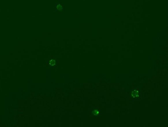 Immunocytochemistry/ Immunofluorescence - Anti-CD90 / Thy1 antibody [H169V2/L1D33V1] - BSA and Azide free (AB288825), expandable thumbnail