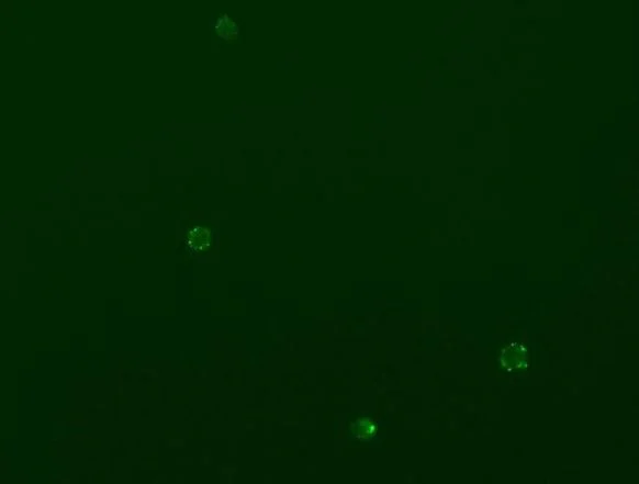 Immunocytochemistry/ Immunofluorescence - Anti-CD90 / Thy1 antibody [H169V2/L1D33V1] - BSA and Azide free (AB288825)