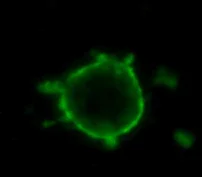 Immunocytochemistry - Anti-CD90 / Thy1 antibody [MRC OX-7] - Hematopoietic Stem Cell Marker (AB225)