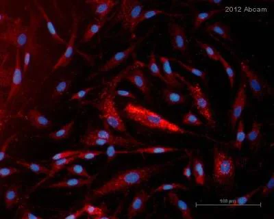 Immunocytochemistry - Anti-CD90 / Thy1 antibody [MRC OX-7] - Hematopoietic Stem Cell Marker (AB225)