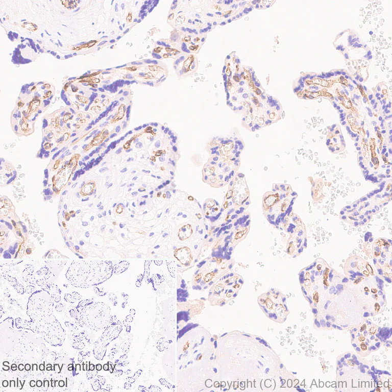Immunohistochemistry (Formalin/PFA-fixed paraffin-embedded sections) - Anti-CD93 antibody [EPR29742-513] (AB322708)