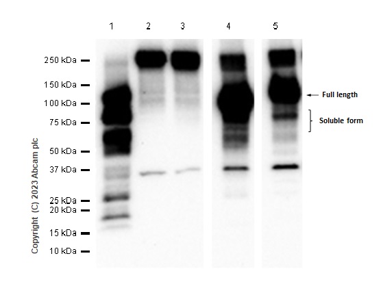 Western blot - Anti-CD93 antibody [EPR5386] (AB134079), expandable thumbnail