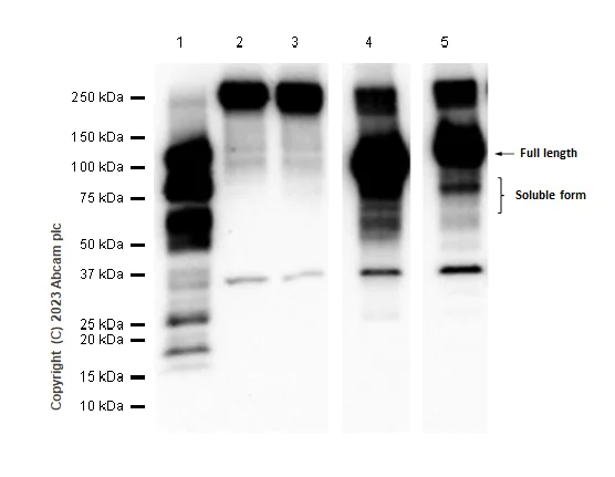 Western blot - Anti-CD93 antibody [EPR5386] (AB134079)