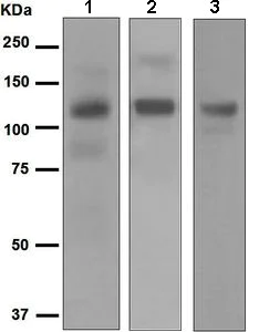 Western blot - Anti-CD93 antibody [EPR5386] - BSA and Azide free (AB248674)