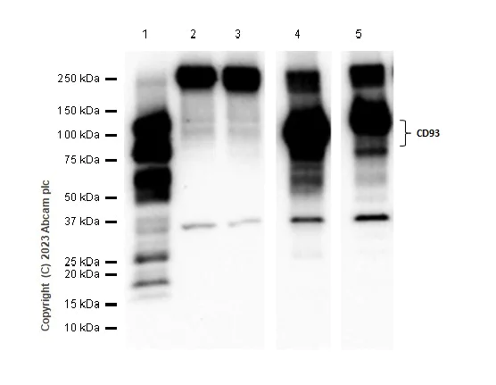 Western blot - Anti-CD93 antibody [EPR5386] - BSA and Azide free (AB248674)