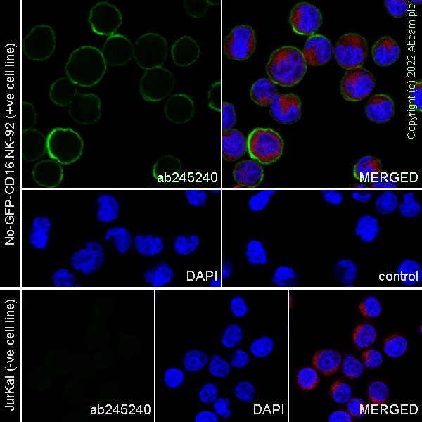 Immunocytochemistry/ Immunofluorescence - Anti-CD94 antibody [EPR23229-138] - BSA and Azide free (AB270752), expandable thumbnail