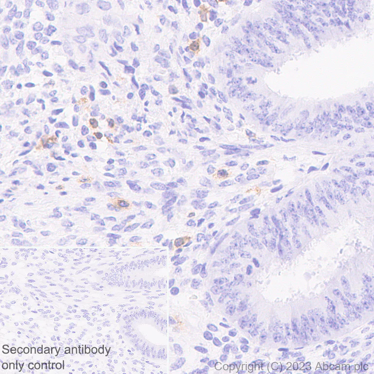 Immunohistochemistry (Formalin/PFA-fixed paraffin-embedded sections) - Anti-CD96 antibody [EPR26489-23] - BSA and Azide free (AB315219)