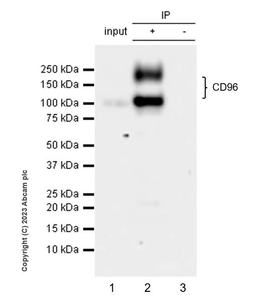 Immunoprecipitation - Anti-CD96 antibody [EPR26489-23] - BSA and Azide free (AB315219)