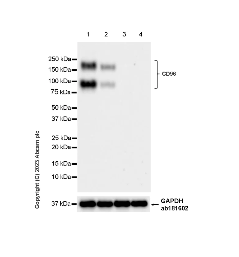 Western blot - Anti-CD96 antibody [EPR26489-23] - BSA and Azide free (AB315219)