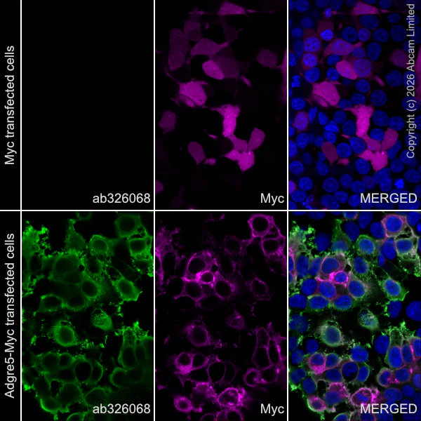 Immunocytochemistry/ Immunofluorescence - Anti-CD97 antibody [EPR30225-593] (AB326068)