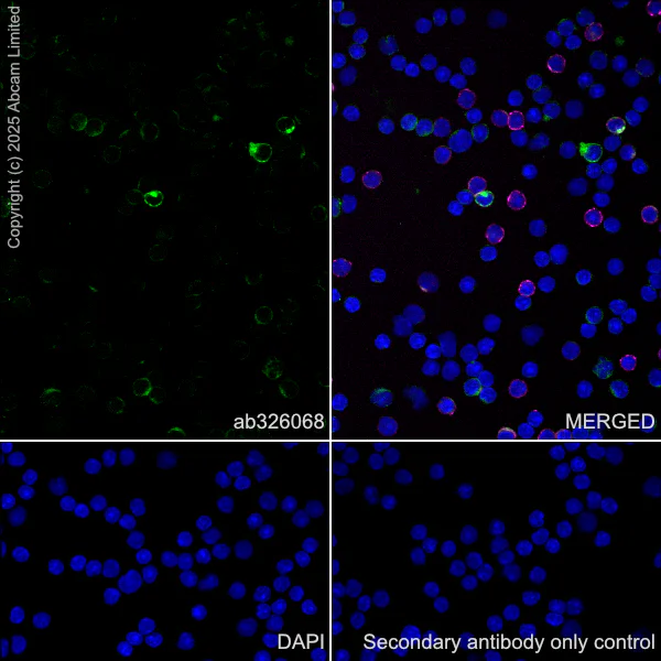 Immunocytochemistry/ Immunofluorescence - Anti-CD97 antibody [EPR30225-593] (AB326068)