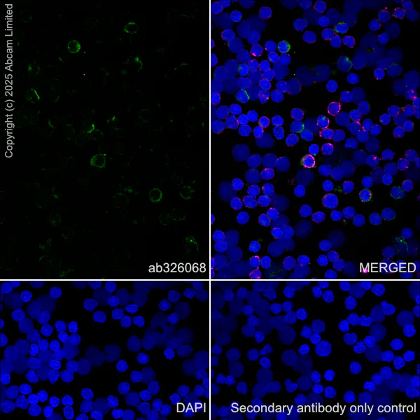 Immunocytochemistry/ Immunofluorescence - Anti-CD97 antibody [EPR30225-593] (AB326068)