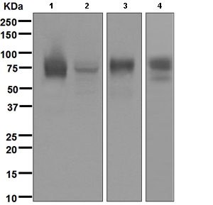 Western blot - Anti-CD97 antibody [EPR4427] (AB108368)