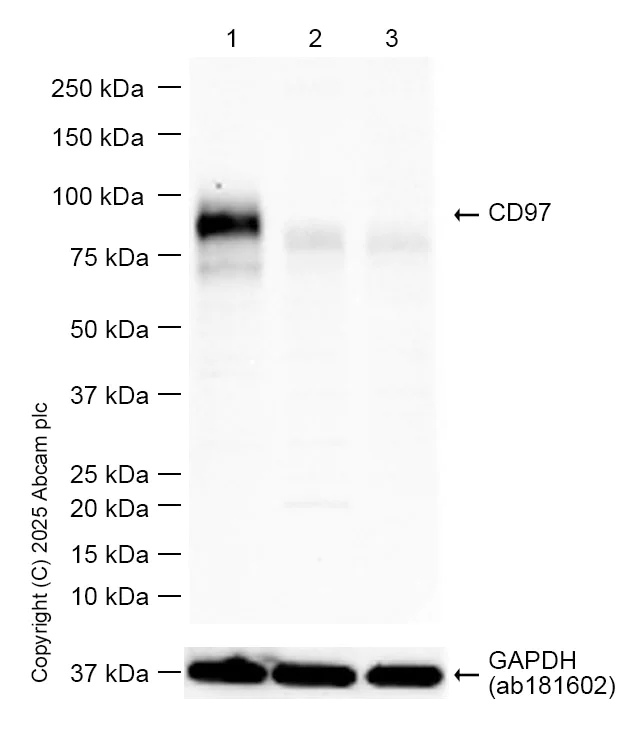 Western blot - Anti-CD97 antibody [EPR4427] (AB108368)