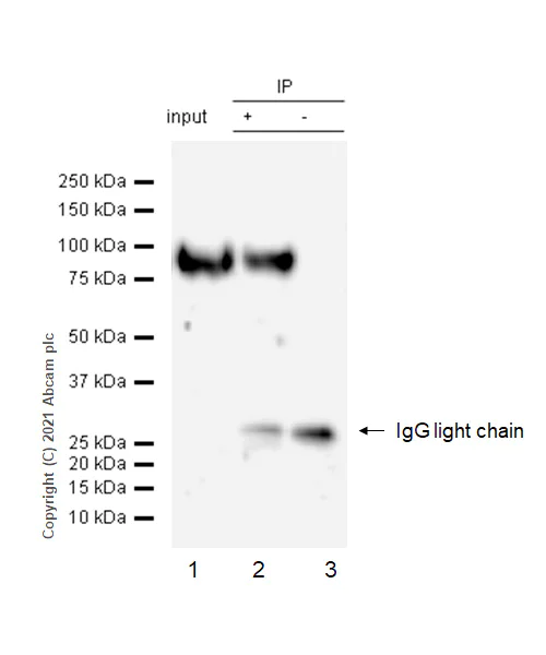 Immunoprecipitation - Anti-CD97 antibody [EPR4427] - BSA and Azide free (AB247649)