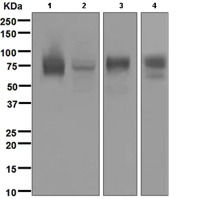 Western blot - Anti-CD97 antibody [EPR4427] - BSA and Azide free (AB247649)