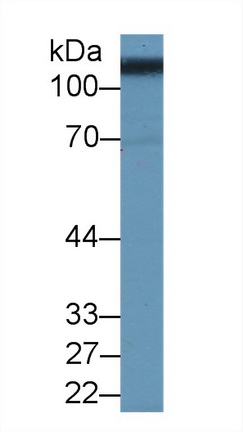 Western blot - Anti-CD98 antibody (AB232725), expandable thumbnail