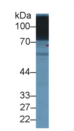 Western blot - Anti-CD98 antibody (ab232725), expandable thumbnail