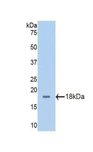 Western blot - Anti-CD98 antibody (AB232725)