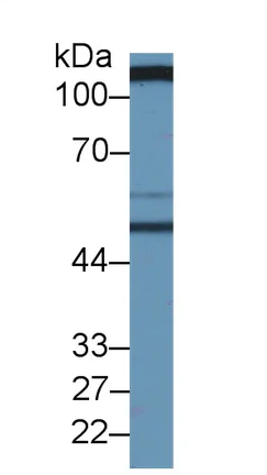 Western blot - Anti-CD98 antibody (AB232725)