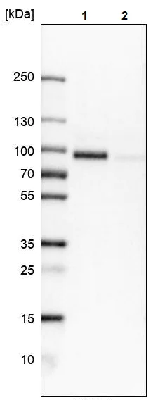 Western blot - Anti-CD98 antibody (AB244356)