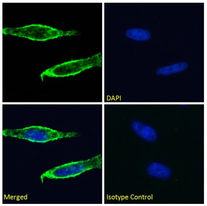 Immunocytochemistry/ Immunofluorescence - Anti-CD98 antibody [CP1-5] (AB288423)