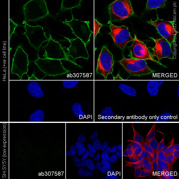 Immunocytochemistry/ Immunofluorescence - Anti-CD98 antibody [EPR27110-42] (AB307587)