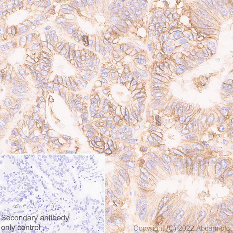 Immunohistochemistry (Formalin/PFA-fixed paraffin-embedded sections) - Anti-CD98 antibody [EPR27110-42] (AB307587)