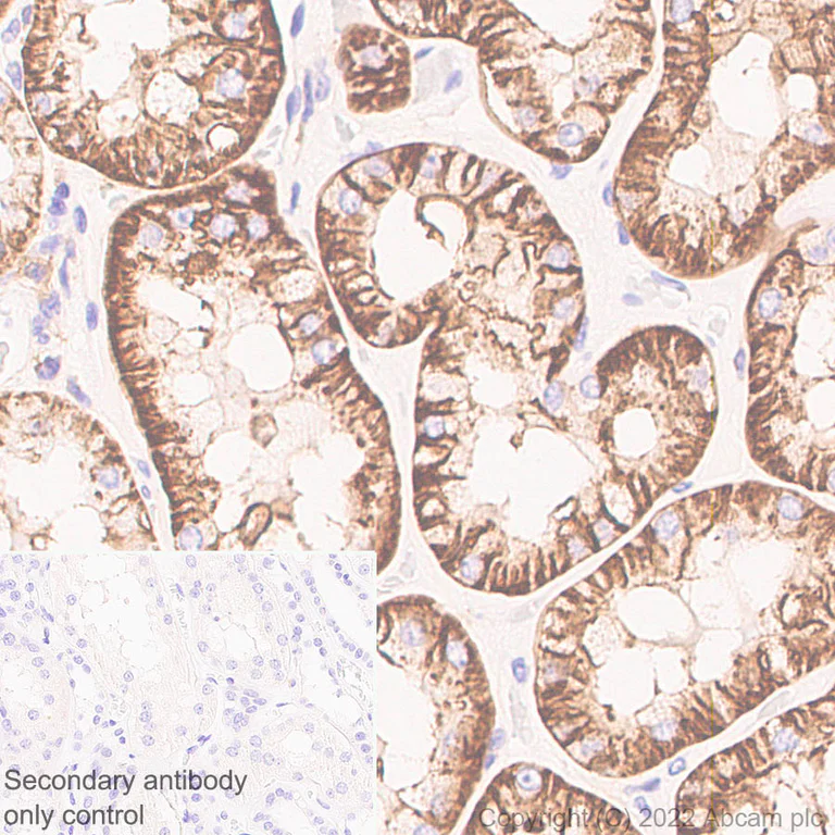 Immunohistochemistry (Formalin/PFA-fixed paraffin-embedded sections) - Anti-CD98 antibody [EPR27110-42] (AB307587)