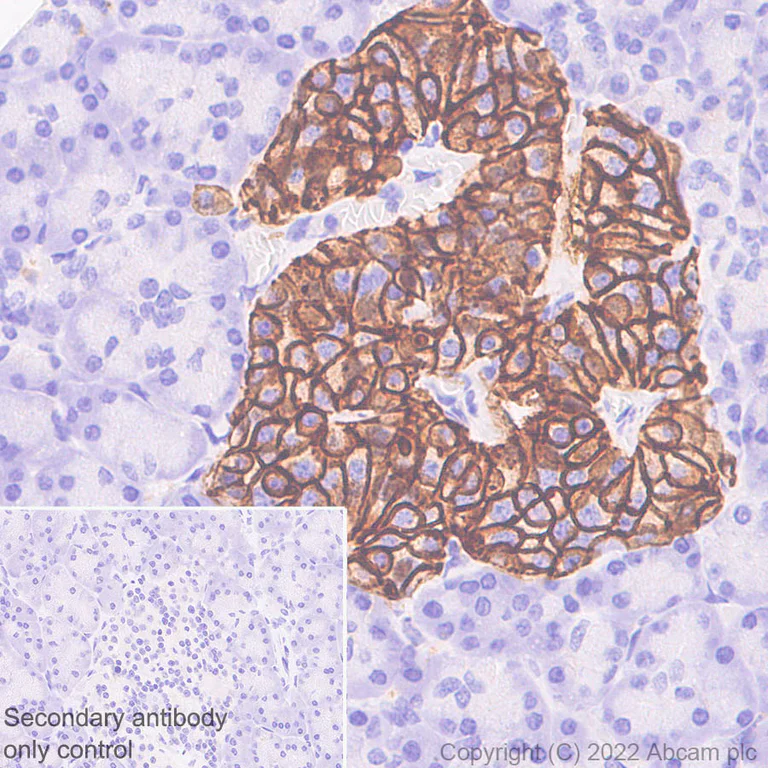 Immunohistochemistry (Formalin/PFA-fixed paraffin-embedded sections) - Anti-CD98 antibody [EPR27110-42] (AB307587)