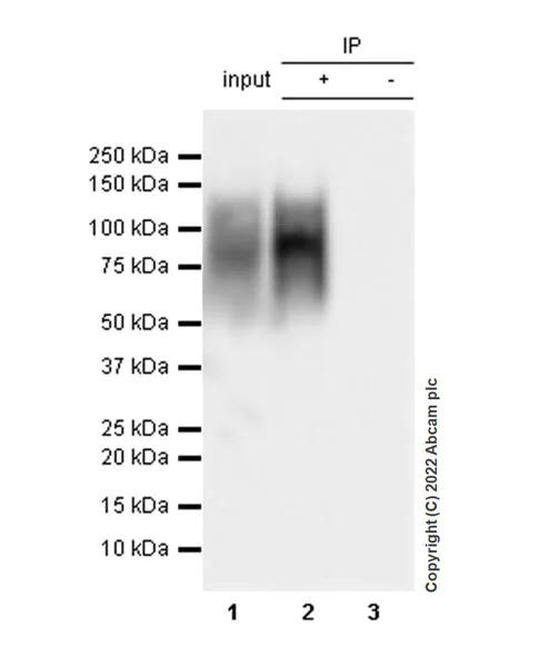 Immunoprecipitation - Anti-CD98 antibody [EPR27110-42] (AB307587)