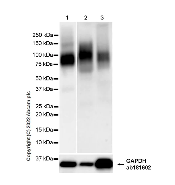 Western blot - Anti-CD98 antibody [EPR27110-42] (AB307587)