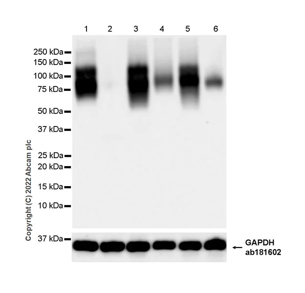 Western blot - Anti-CD98 antibody [EPR27110-42] (AB307587)