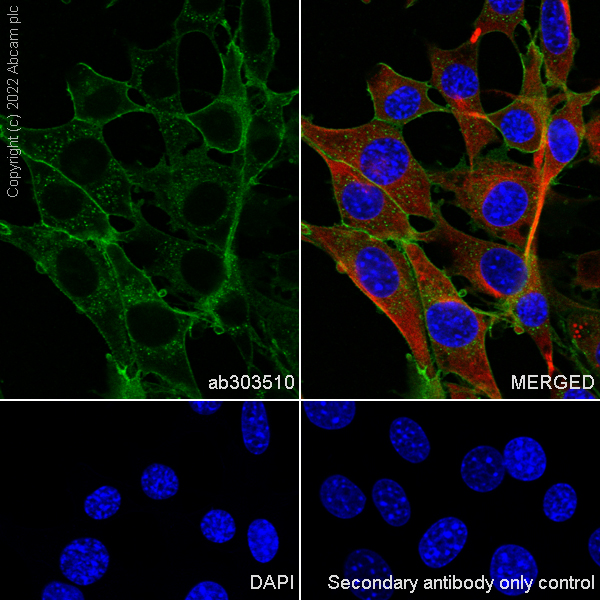 Immunocytochemistry/ Immunofluorescence - Anti-CD98 antibody [EPR27111-83] - BSA and Azide free (ab303511), expandable thumbnail