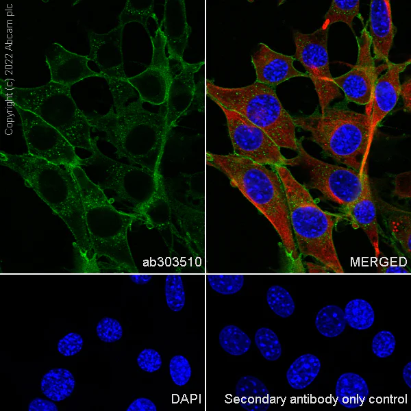Immunocytochemistry/ Immunofluorescence - Anti-CD98 antibody [EPR27111-83] - BSA and Azide free (AB303511)