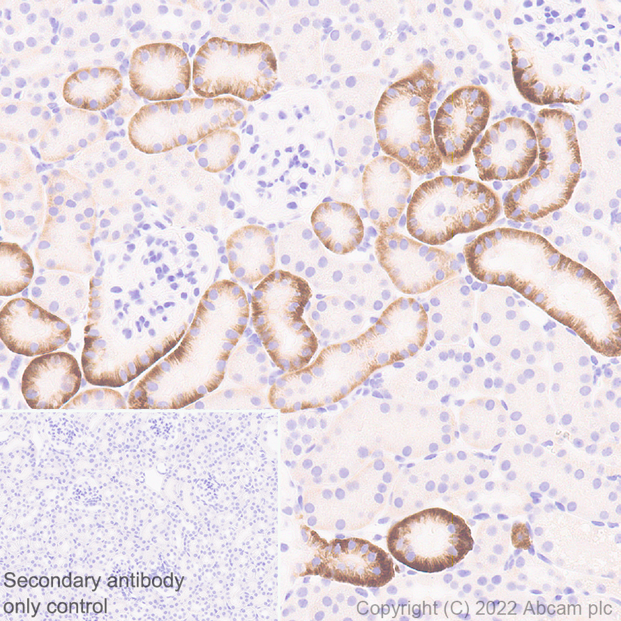 Immunohistochemistry (Formalin/PFA-fixed paraffin-embedded sections) - Anti-CD98 antibody [EPR27111-83] - BSA and Azide free (ab303511), expandable thumbnail