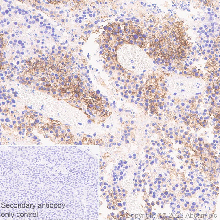 Immunohistochemistry (Formalin/PFA-fixed paraffin-embedded sections) - Anti-CD98 antibody [EPR27111-83] - BSA and Azide free (AB303511)
