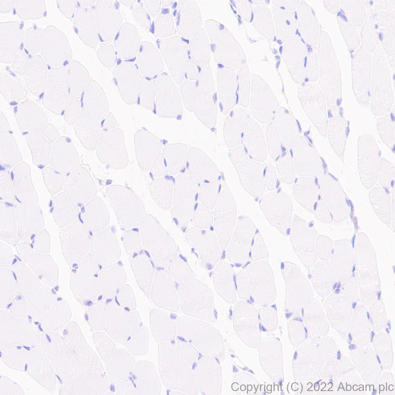 Immunohistochemistry (Formalin/PFA-fixed paraffin-embedded sections) - Anti-CD98 antibody [EPR27111-83] - BSA and Azide free (AB303511)