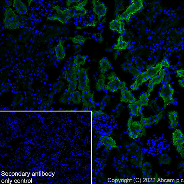 Immunohistochemistry (Frozen sections) - Anti-CD98 antibody [EPR27111-83] - BSA and Azide free (ab303511), expandable thumbnail