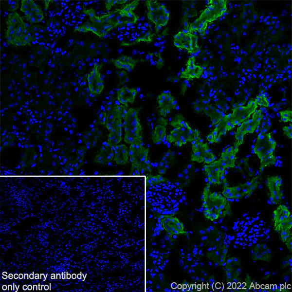 Immunohistochemistry (Frozen sections) - Anti-CD98 antibody [EPR27111-83] - BSA and Azide free (AB303511)