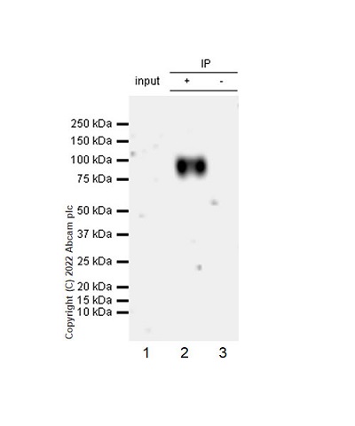Immunoprecipitation - Anti-CD98 antibody [EPR27111-83] - BSA and Azide free (ab303511), expandable thumbnail
