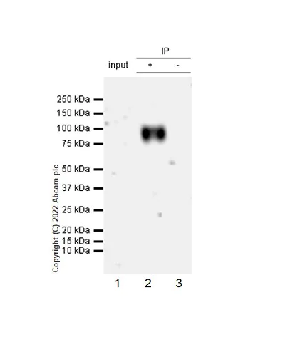 Immunoprecipitation - Anti-CD98 antibody [EPR27111-83] - BSA and Azide free (AB303511)