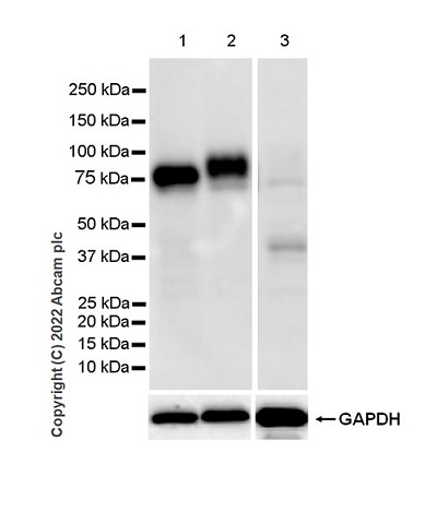 Western blot - Anti-CD98 antibody [EPR27111-83] - BSA and Azide free (AB303511), expandable thumbnail