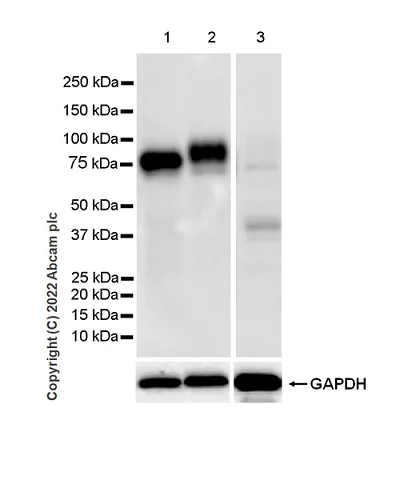Western blot - Anti-CD98 antibody [EPR27111-83] - BSA and Azide free (AB303511)