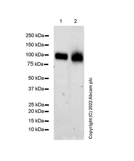 Western blot - Anti-CD98 antibody [EPR27111-83] - BSA and Azide free (AB303511), expandable thumbnail